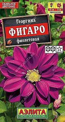 Семена: Георгина Фигаро махр.фиол (Ц) 7шт А