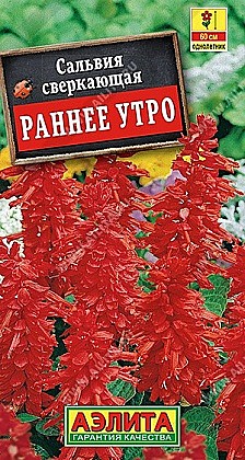 Семена: Сальвия Раннее утро (Ц) 0,1г А